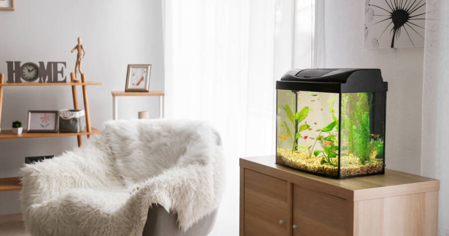 The Underrated Magic of Fish Tanks and Why They’re More Than Just Decor